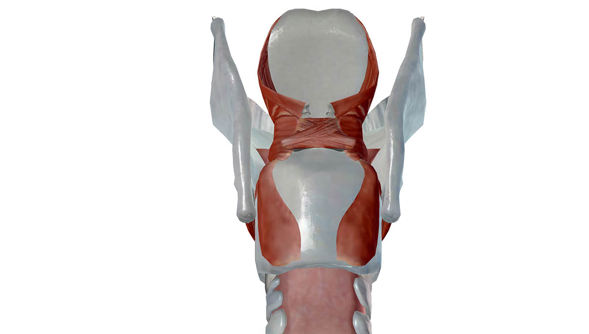 The,Muscles,Of,The,Larynx,Are,Divided,Into,Two,Groups,