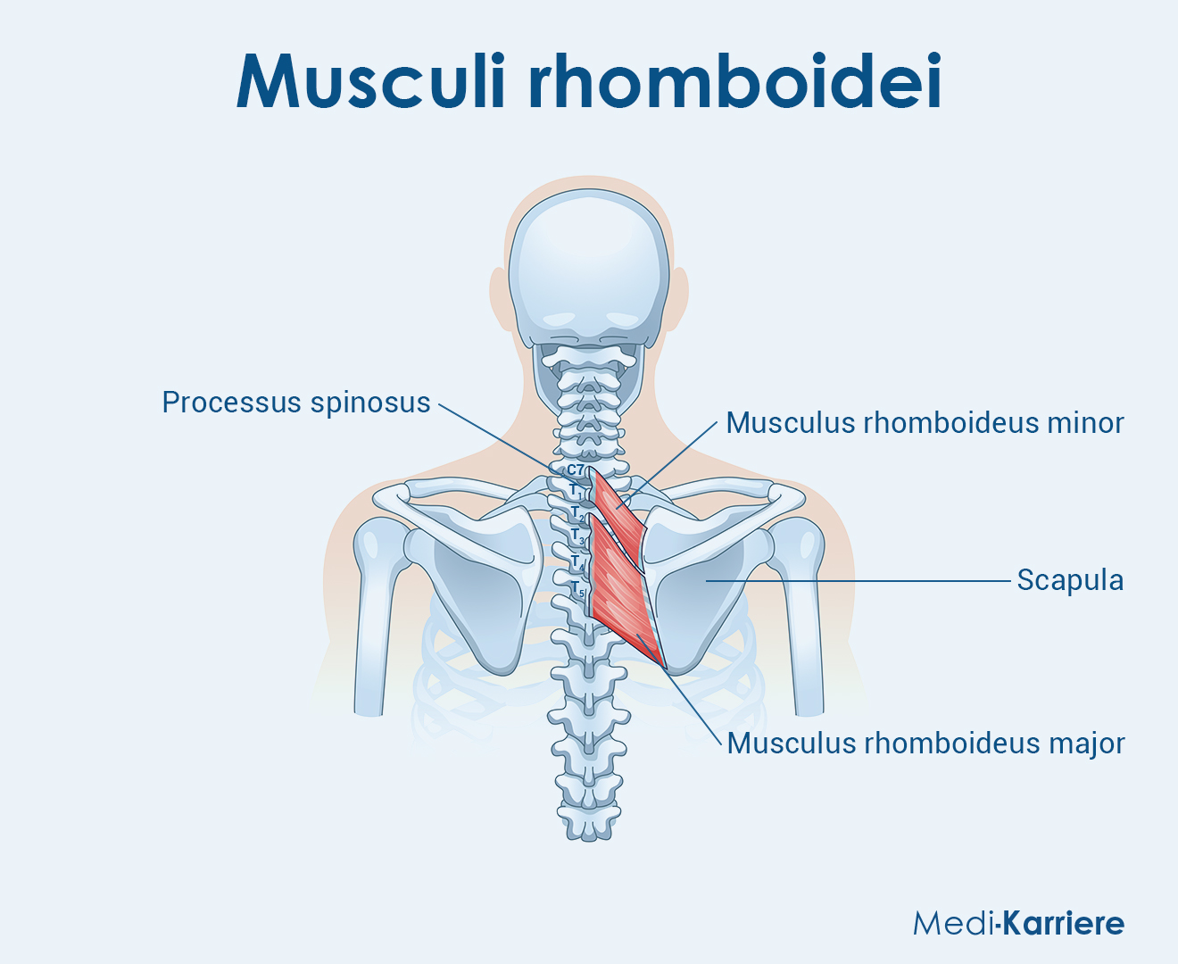 Musculi Rhomboidei Grafik
