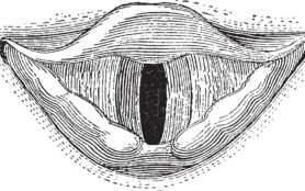 Glottis,,From,The,Dictionary,Of,Word,And,Things,,1888.