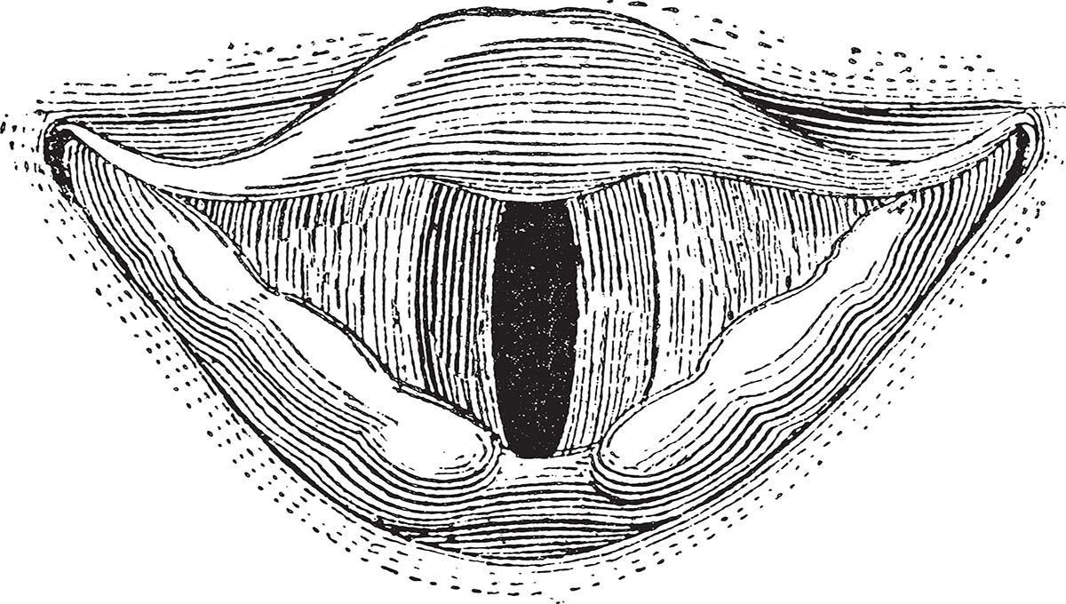 Glottis,,From,The,Dictionary,Of,Word,And,Things,,1888.