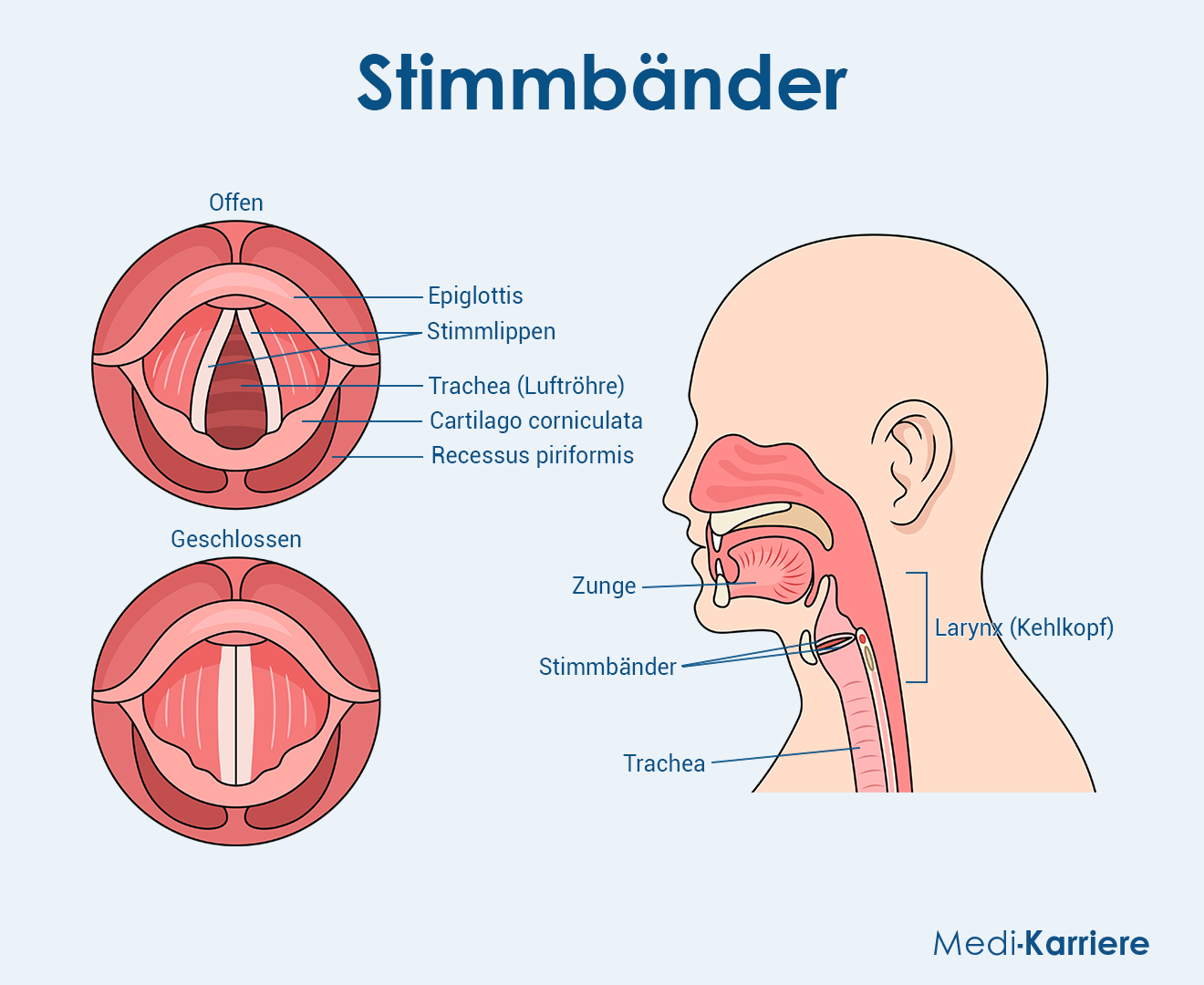 Stimme Grafik