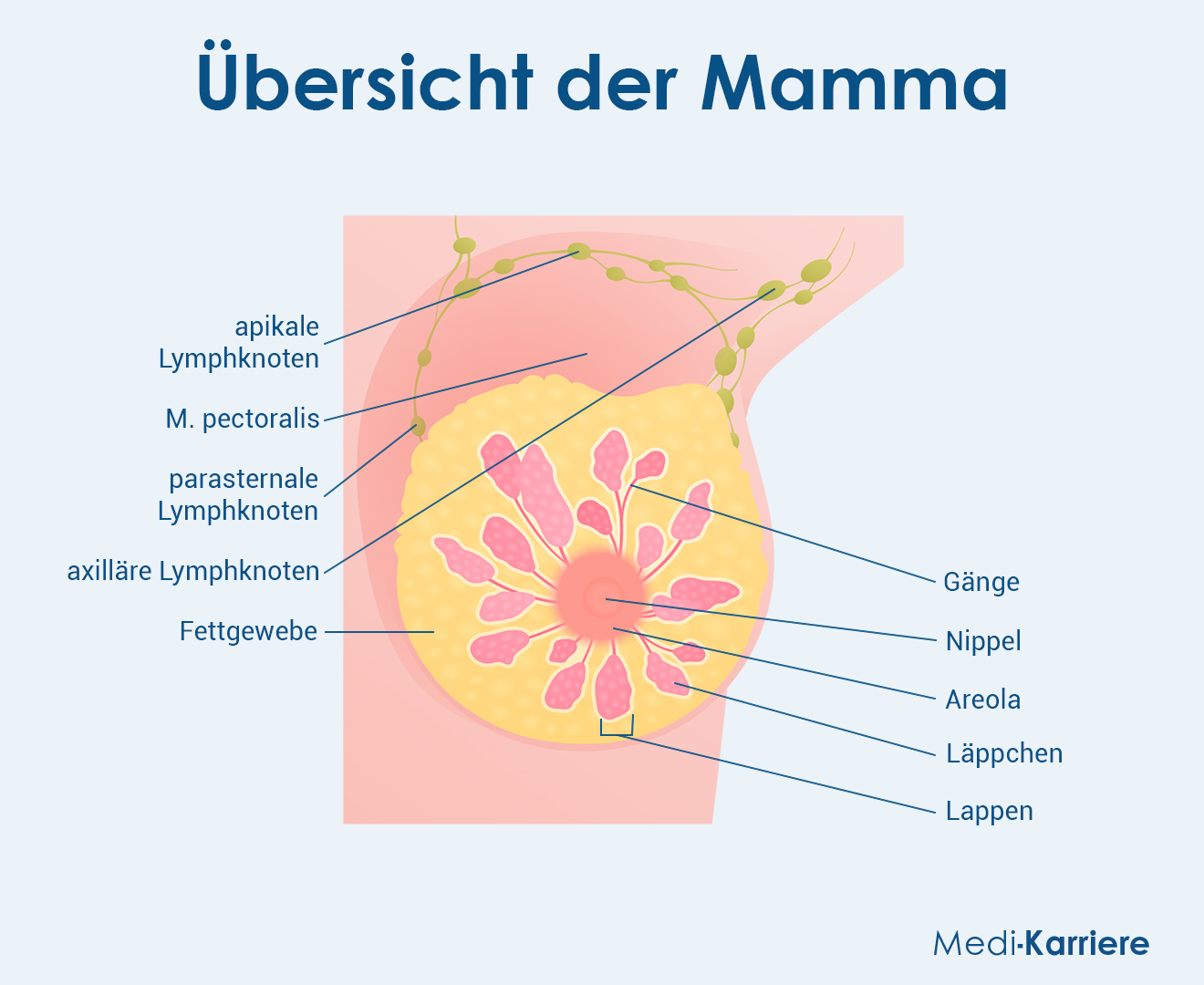 Areola Grafik