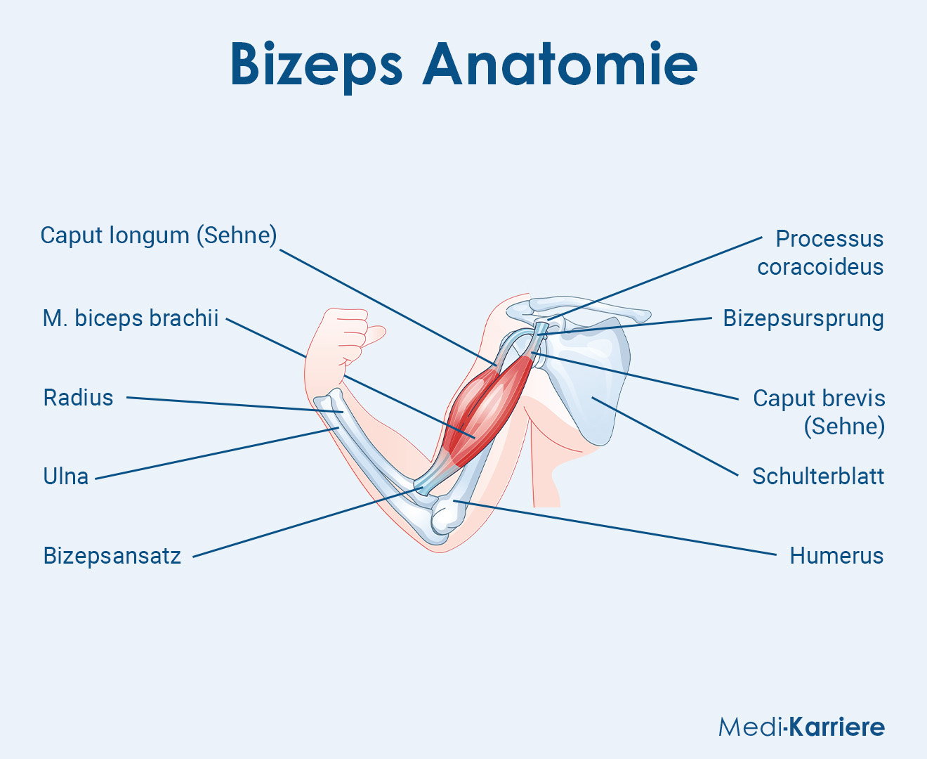 Bizeps Anatomie Grafik