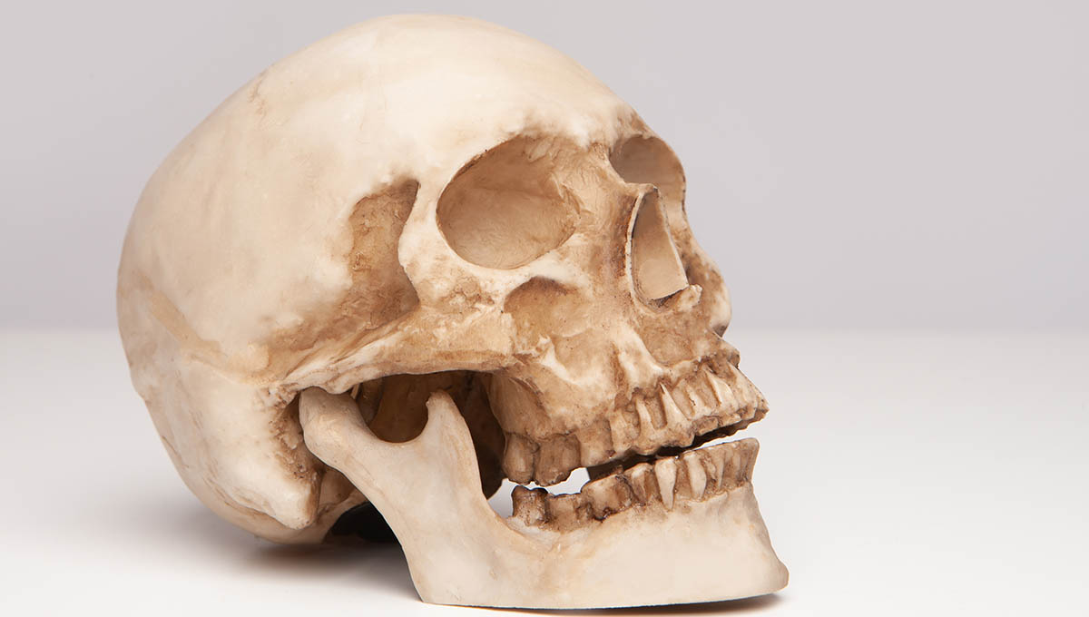 Human,Skull.,Study,Of,The,Structure,Of,The,Skull.skull,At