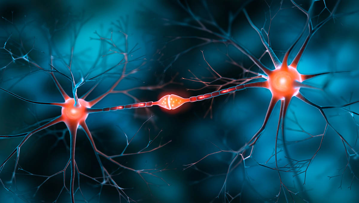 Two,Interacting,Nerve,Cells,Connected,With,Synapse, ,3d,Illustration