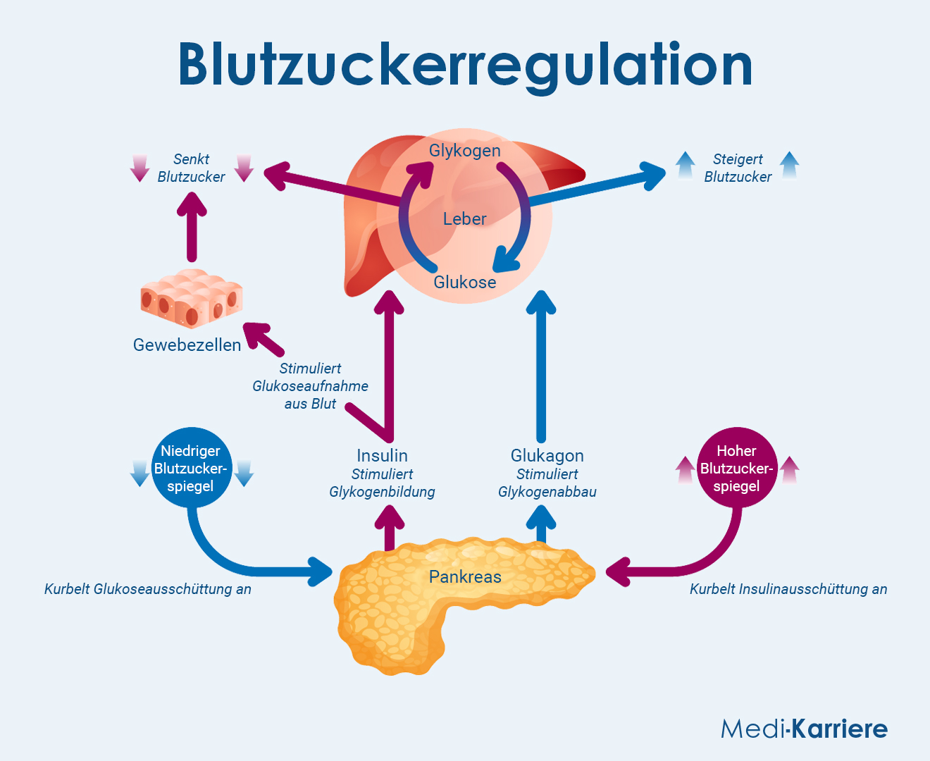 Blutzuckerregulation Grafik