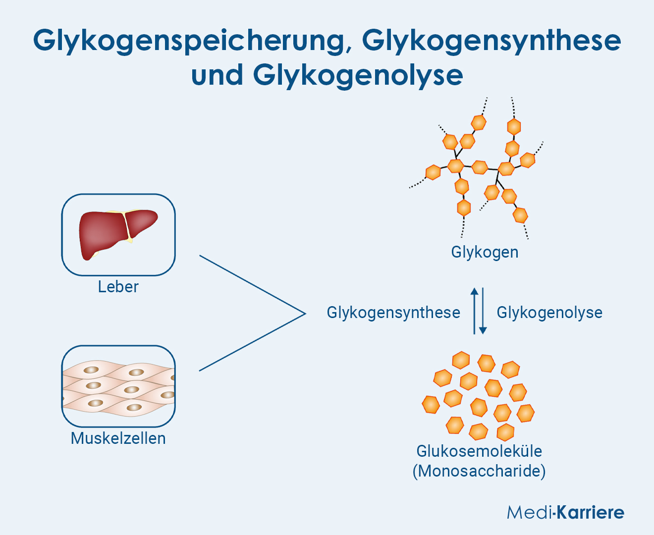 Glykogenspeicherung