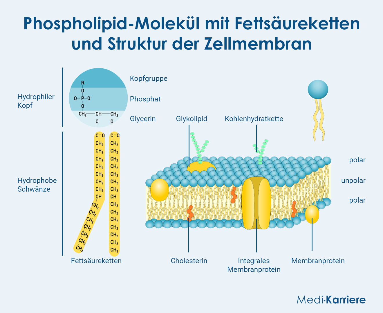 Phospholipid Molekül Grafik