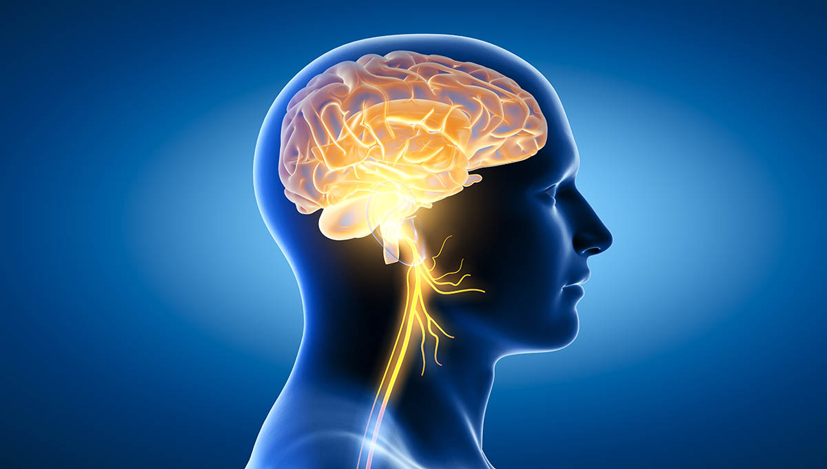 The,3d,Illustration,Showing,Brain,And,Active,Vagus,Nerve,(tenth