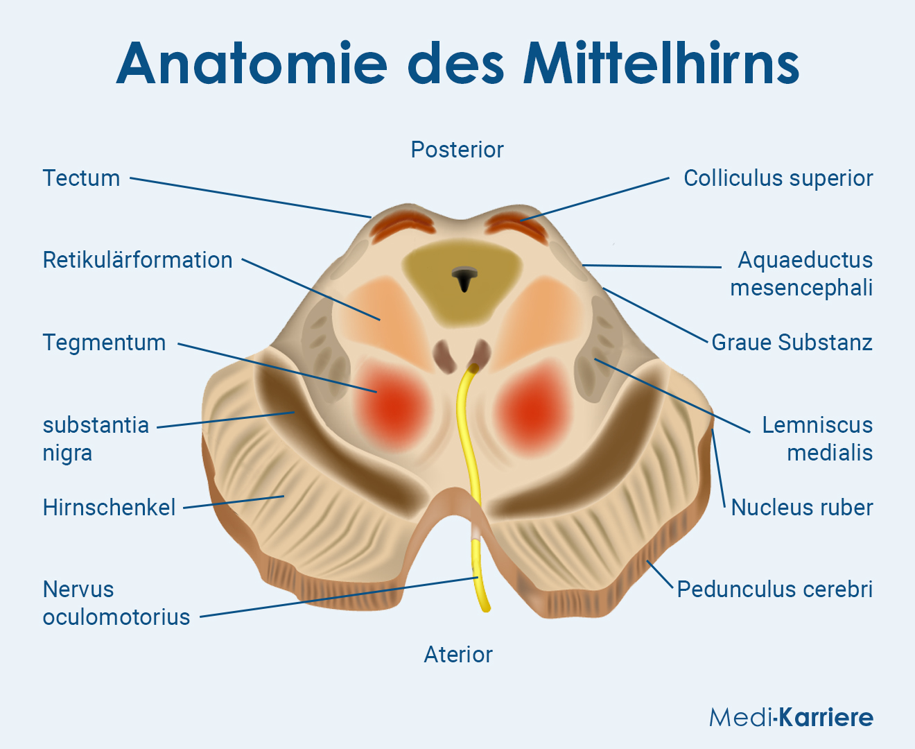 Anatomie Des Mittelhirns