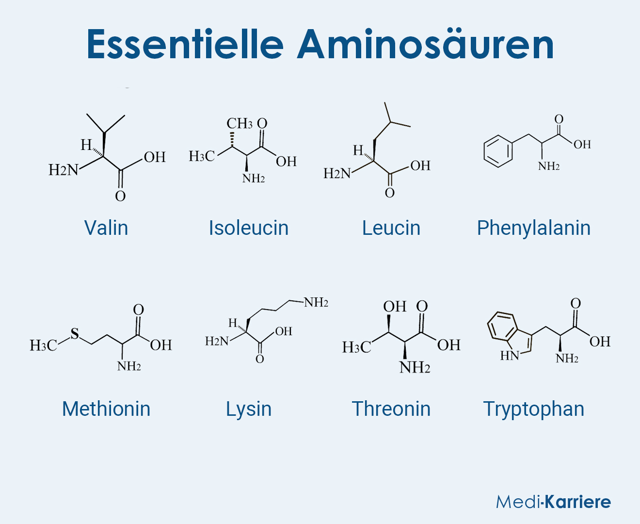 Essentielle Aminosäuren 2