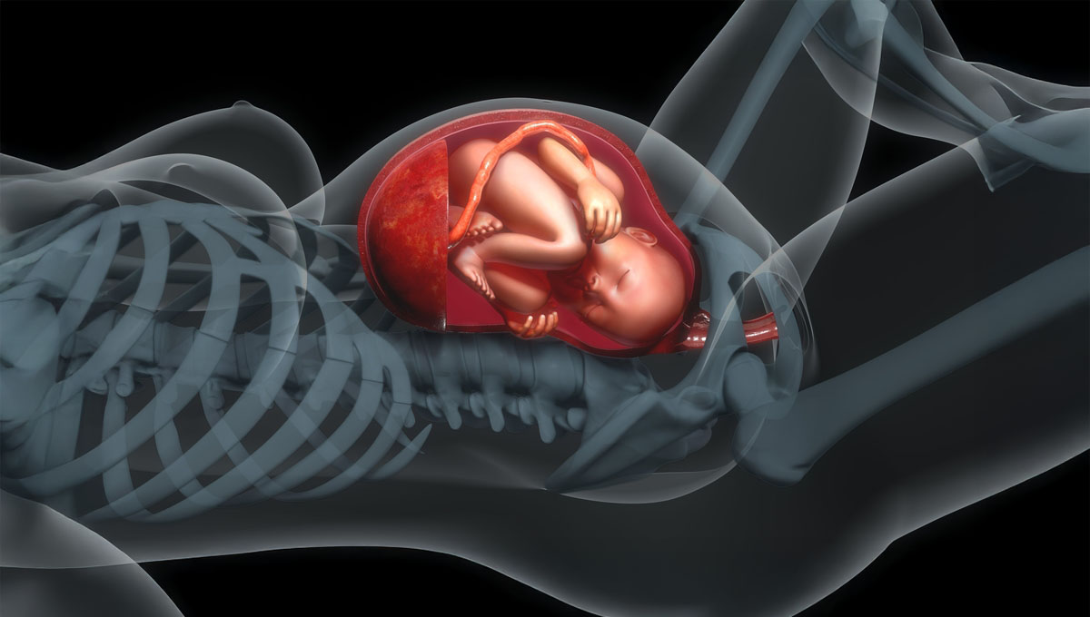 Baby,In,Womb,3d,Illustration