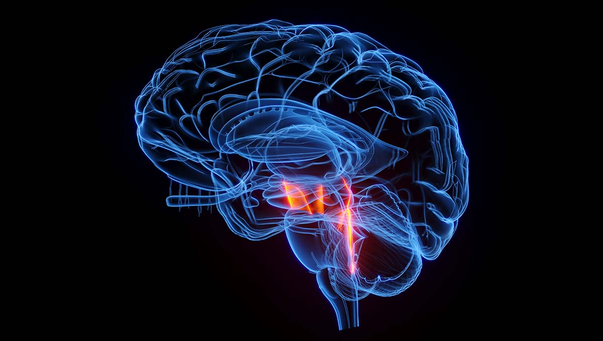 3d,Rendered,Medical,Illustration,Of,The,Cerebral,Peduncle.,Plain,Black