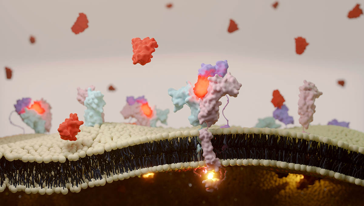3d,Illustration,Of,Interleukin 2,(il2),Receptor,Binding,On,T,Cell