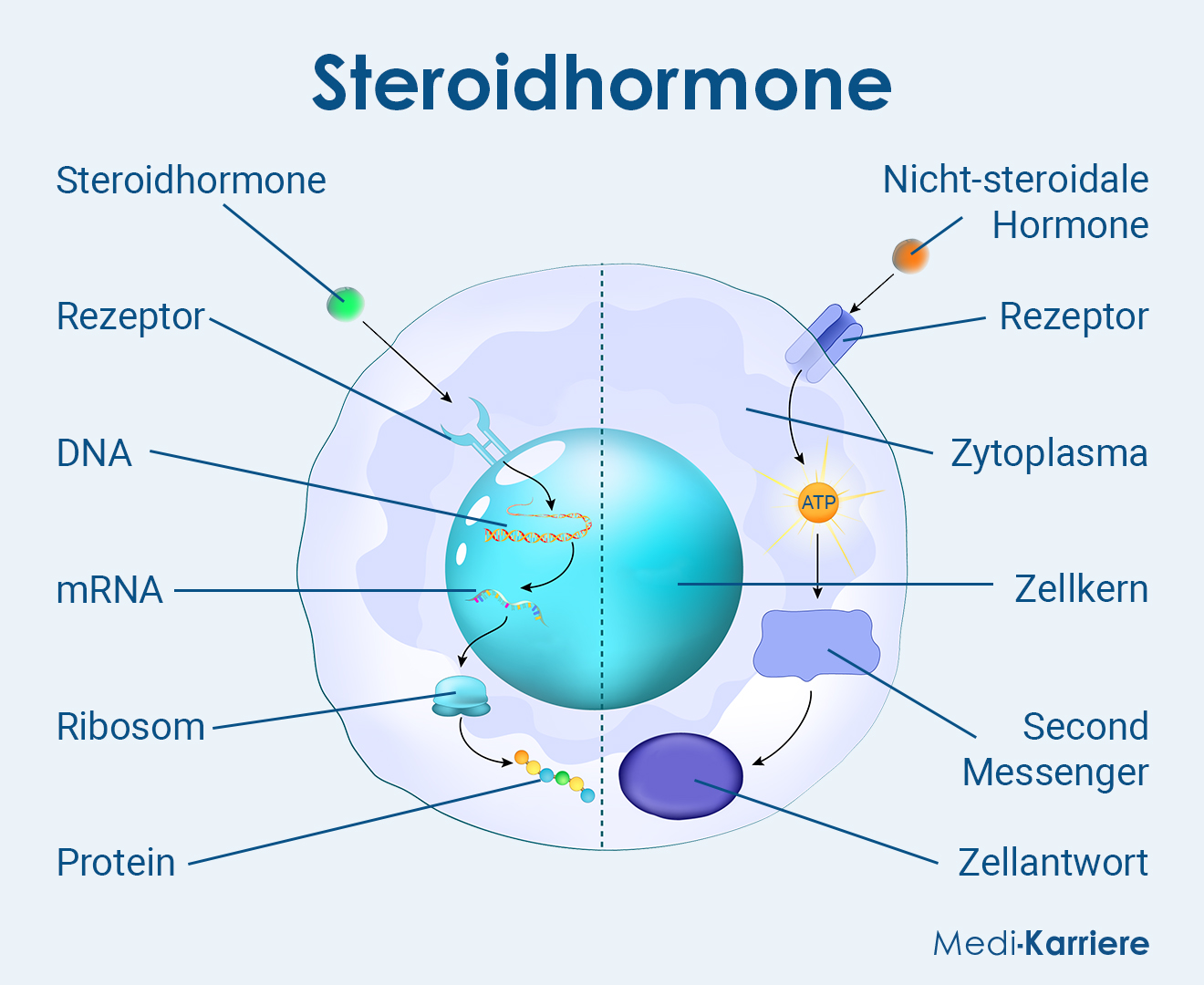 Steroidhormone