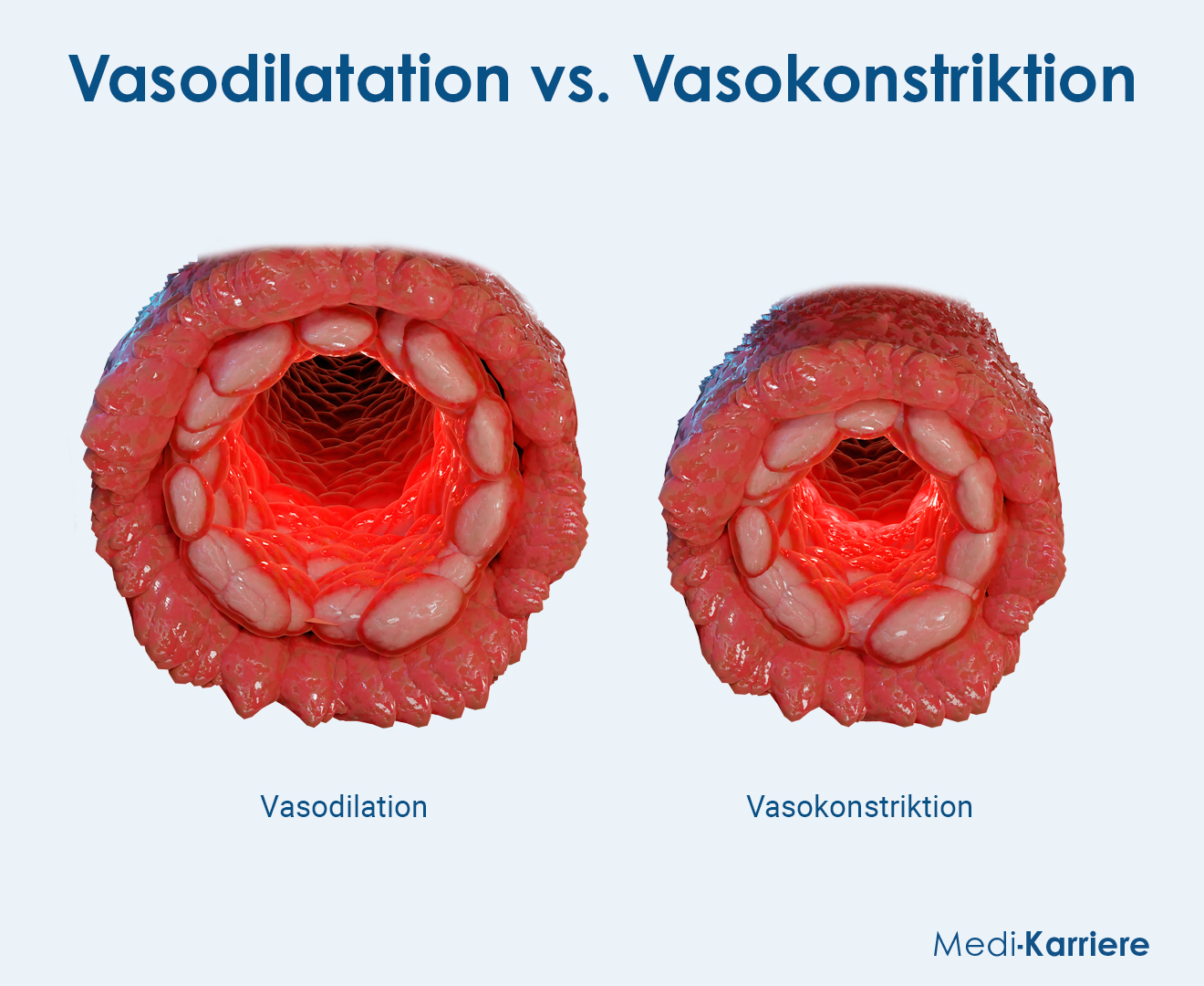 Vasodilatation Vs. Vasokonstriktion