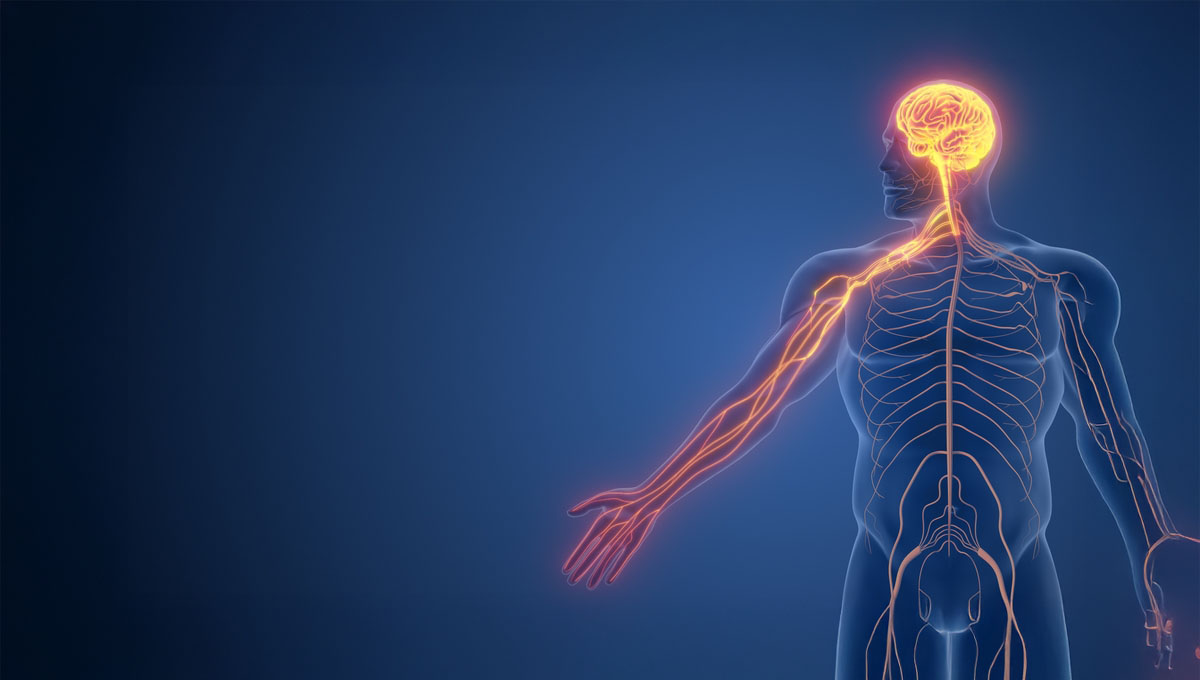 Hand,Functions,Governed,By,Somatic,Nervous,System,3d,Illustration