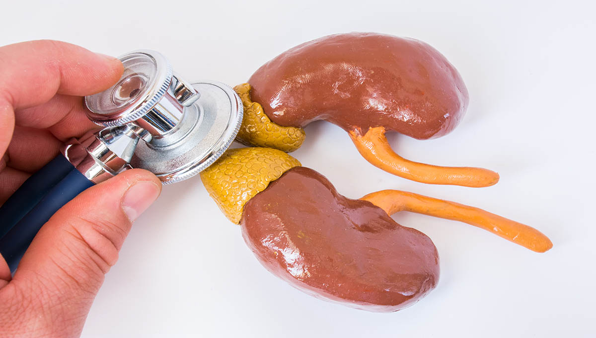 Examination,Of,Adrenal,Gland.,Doctor,Holding,Stethoscope,In,Hand,,Conducting