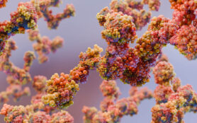 Antibodies,Or,Immunoglobulin,Protein,Or,Enzyme,Molecular,Structure,,Chain,Of