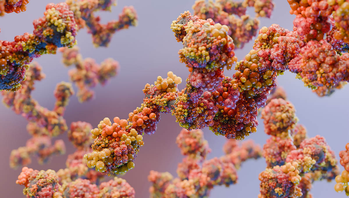 Antibodies,Or,Immunoglobulin,Protein,Or,Enzyme,Molecular,Structure,,Chain,Of