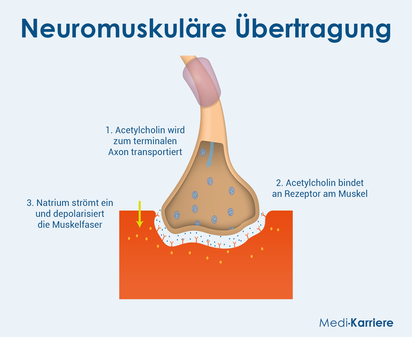 Motorisches Nervensystem 2