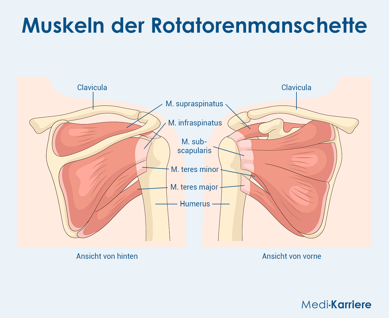 Muskelschlingen Grafik