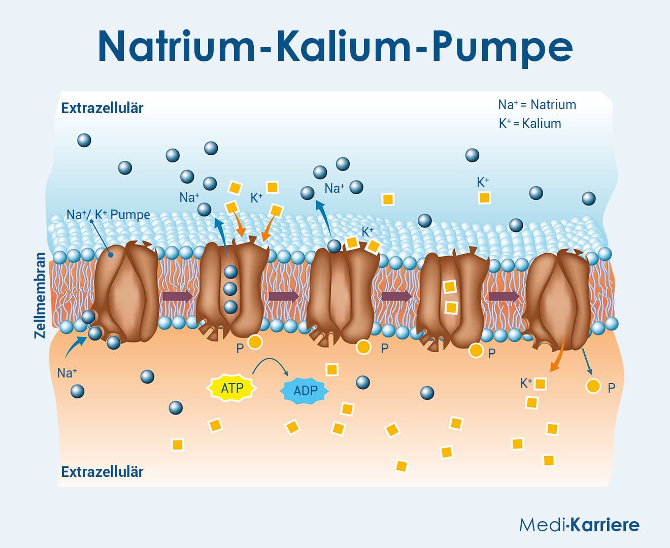 Natrium Grafik