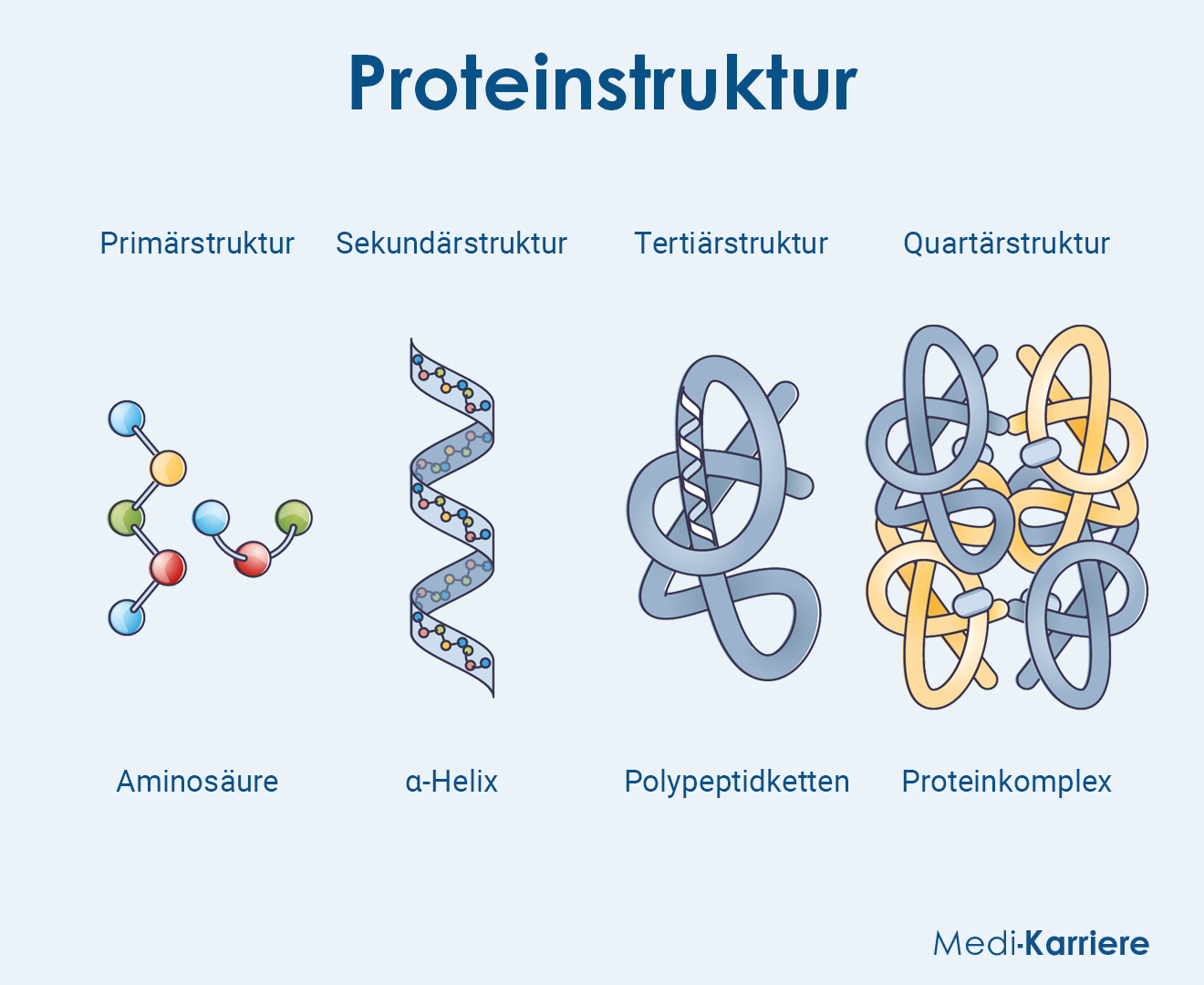 Proteinstruktur Grafik