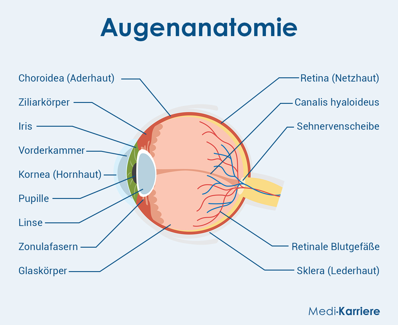 Vena Hyaloidea