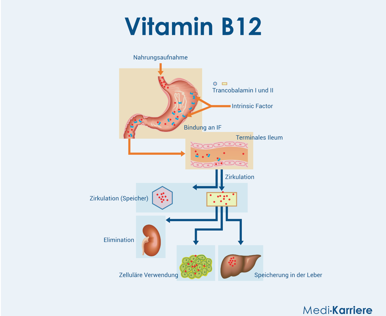 Vitamin B12 Grafik