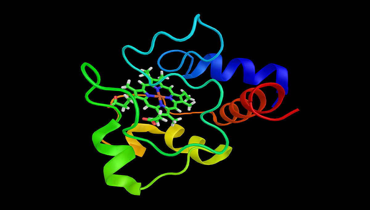 The,Cytochrome,Complex,,A,Small,Hemeprotein,Found,Loosely,Associated,With