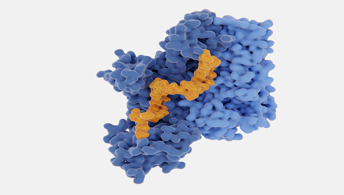 Hiv 1,Reverse,Transcriptase,(rt),Complexed,With,30,Nucleoside,Inhibitor,(orange),