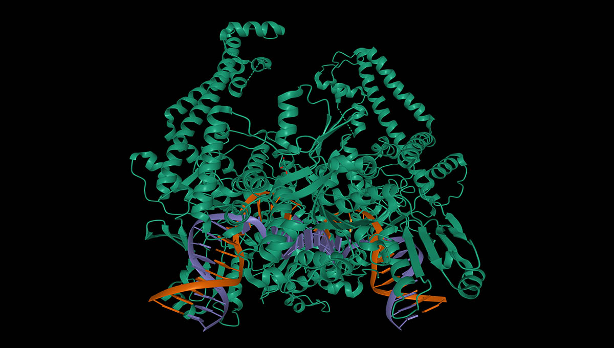 Structure,Of,The,Topoisomerase,Ii, ,Dna,Complex,,3d,Cartoon