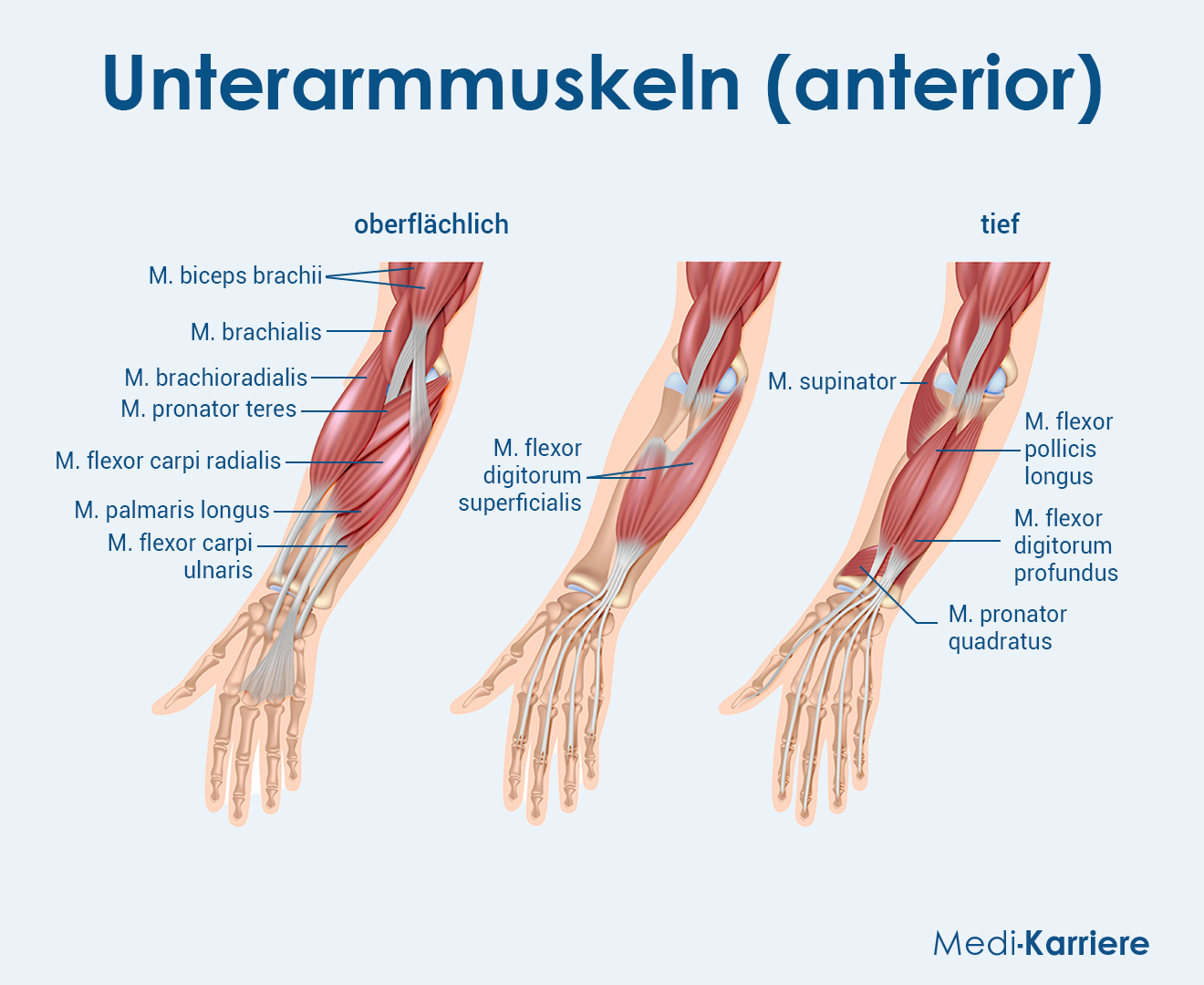 Unterarmmuskeln Grafik