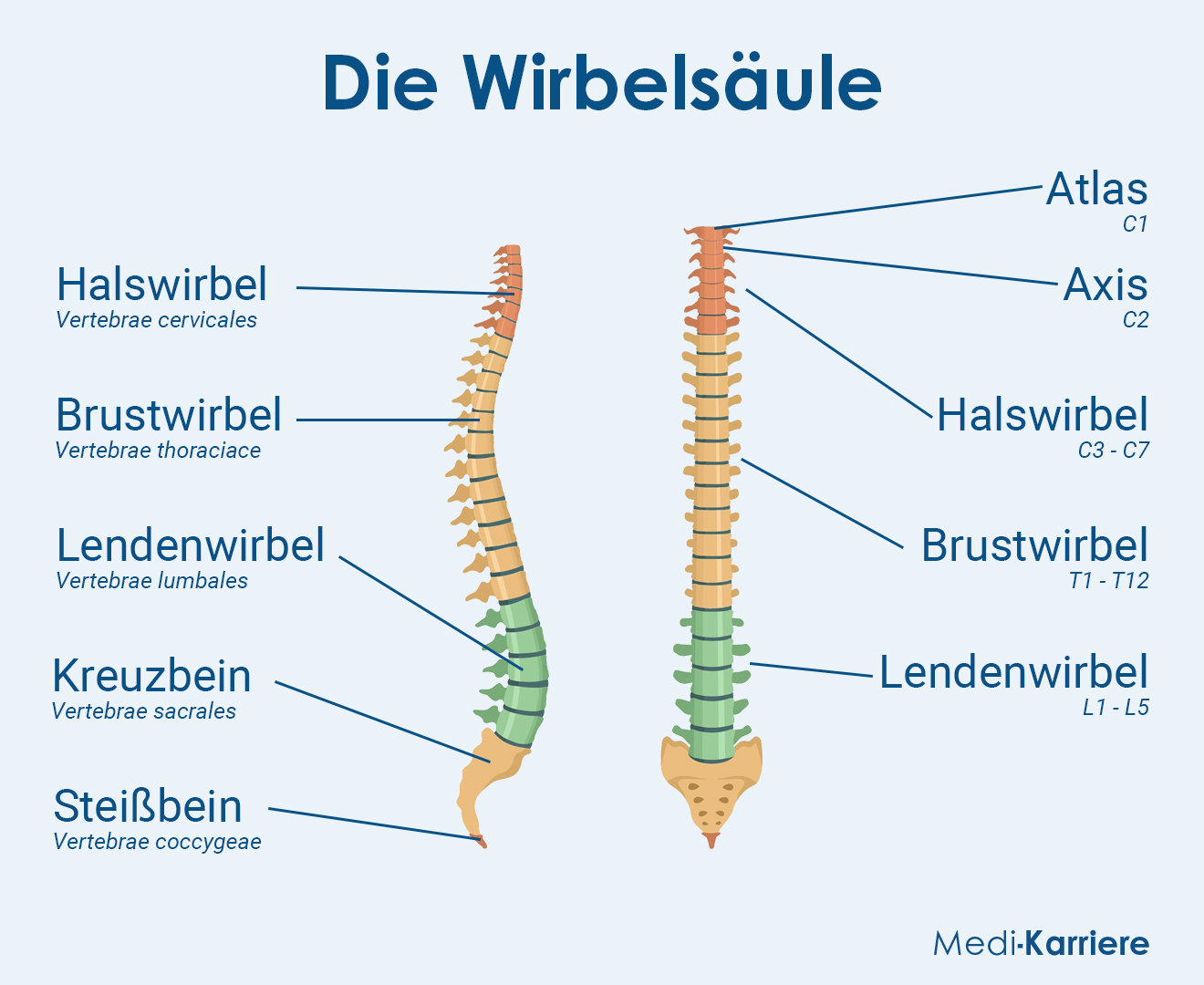 Wirbelsäule Grafik